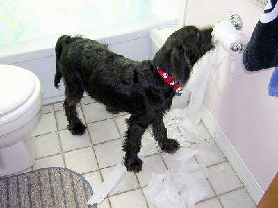 Dexter the Labradoodle puppy is chewing and unraveling toilet paper on the roll in a bathroom