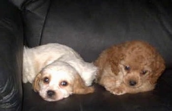 Two Cavapoo Puppies are laying on a black leather couch together