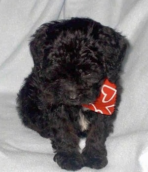 A black cavapoo Puppy wearing a red bandana with white hearts on it around its neck