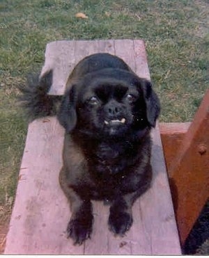 Brandy Doggie Dog the black Cheeks is laying on a wooden bench and looking up