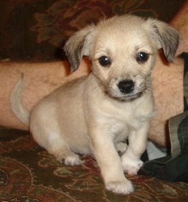 Peanut the tan with black tips Chi-Poo Puppy is sitting against the leg of a person on a carpet
