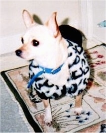 Lilybell the white and tan Chihuahua is wearing a cow print sweater. Lilybell is sitting on a rug and looking to the left