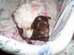 Oreo the Chi-Poo puppy is laying in a dog bed with her white toy poodle mother snuggling up to her