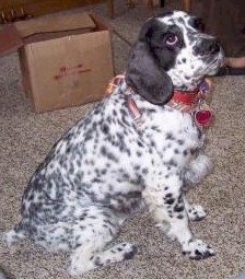 A white with black ticked Colonial Cocker Spaniel is sitting on a carpet with a cardboard box behind it.