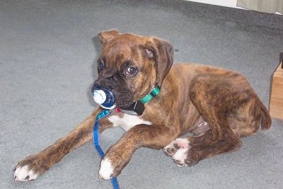 A brown brindle with white Boxer puppy is laying on a carpet and there is a pacifier in its mouth
