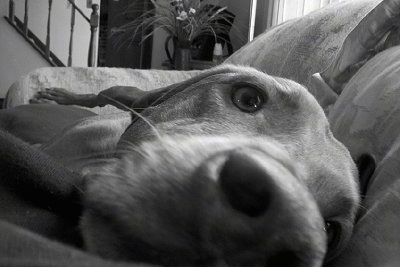 Close Up with the focal point on the nose - A dog is laying on a couch in front of a pillow