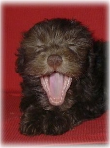Close Up - A blown chocolate puppy is laying on a red couch in mid-yawn.