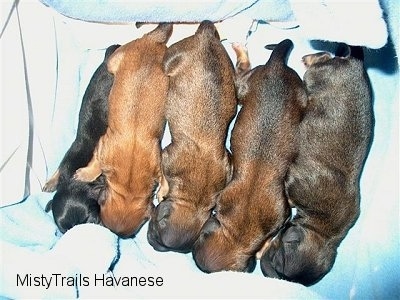 Top down view of five newborn brown and black puppies that are laying on a blanket.