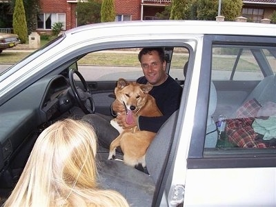 Lindy the Dingo is sitting in the lap of a man named Nic on the drivers side of a car. Lindys tongue is hanging out. There is a blonde lady kneeling next to the passenger seat and looking at Nic and Lindy