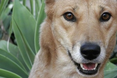 Close Up head shot - Lindy the Dingo is sitting in front of a large flower. Lindys mouth is open. It looks like she is smiling