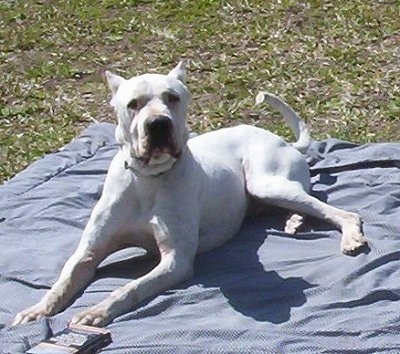 Dogo+argentino+for+sale