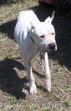 Neil the Dogo Argentino is running across a yard. He has his ears cropped.
