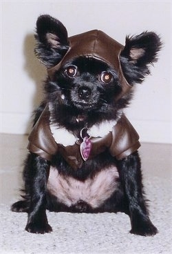 Figgy Pudding the little black Chihuahua is sitting against a wall and wearing a brown leather hat and jacket