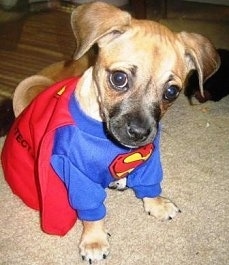 Close Up - Nibbler the tan and black Puggle puppy is wearing a superman costume and sitting on a tan rug