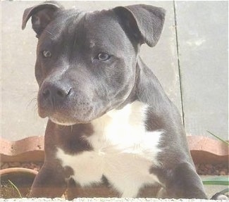 Front view of a wide chested, blue Staffordshire Bull Terrier puppy jumped up against a wall looking to the left.