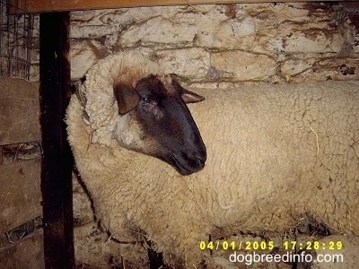 A sheep is standing in front of a stone wall looking back to see what is behind her