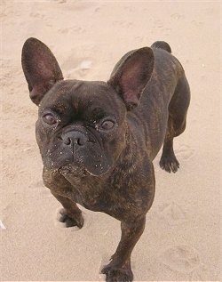 A black brindle French Bulldog is standing outside in sand on a beach. There is sand on her face.