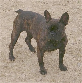 A black brindle French Bulldog is standing on sand at a beach. It has a little bit of sand on its face