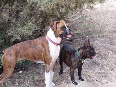 A brown brindle and white Boxer dog is standing next to a black brindle French Bulldog in front of a bush outside in tall brown grass. They both have there mouths open and tongues out