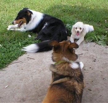 A white Miniature Poodle is laying next to a tri-color black, white and tan Collie in the grass. There is a third dog a brown with black and white Shepherd mix on a rock in front of them.