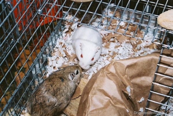 A white dove Gerbil and A classic brown Gerbil are meeting face to face in a cage.