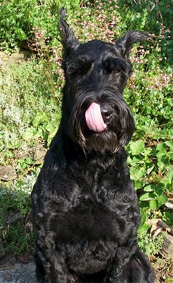A black Giant Schnauzer is sitting outside with its long tongue licking up at its nose.