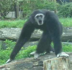 Gibbons standing on a log with its mouth open