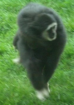 Gibbons strutting across grass