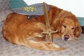 A Golden Retriever dog is laying down in front of a stair case with a golden sword on its side and a silver shield on its back