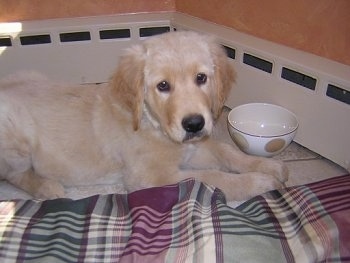 A cream colored Golden Retriever puppy is laying in a corner on a white tiled floor next to a maroon, green and tan plaid dog bed. There is a small ceramic bowl next to it.