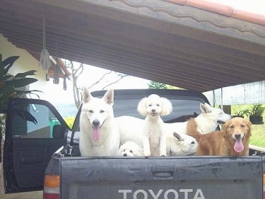 Six dogs in the bed of a black Toyota pick-up truck - A Golden Retriever standing in the corner with three White Shepherds and two white Miniature Poodles.
