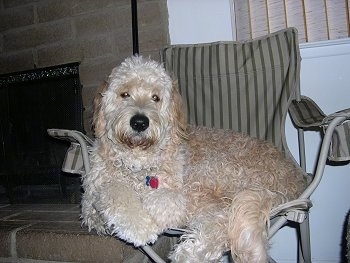 A Goldendoodle is laying on a lawn chair. There is a fireplace next to it