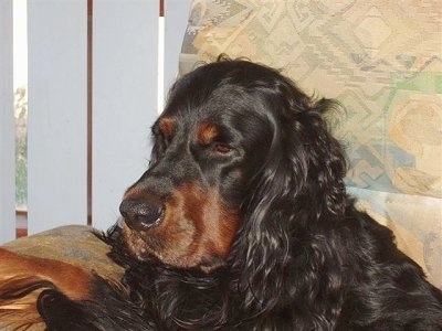 Close Up - A black and tan Gordon Setter is laying in a tan chair next to a sliding door that has white blinds hanging from it.