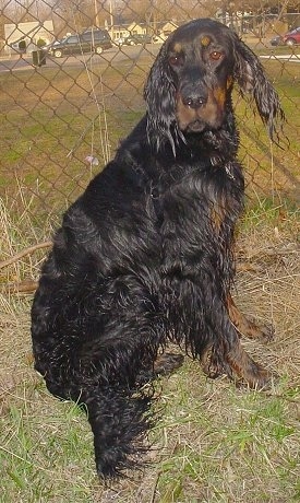 A dripping wet black and tan Gordon Setter is sitting in grass in front of a chain link fence.