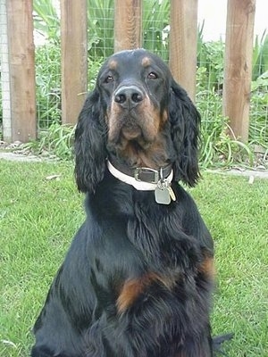 A black and tan Gordon Setter is wearing a black collar and a white flea and tick collar sitting outside in a yard with a wooden fence next to it.