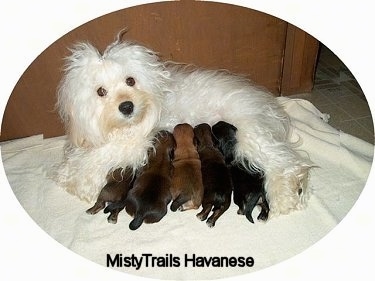 Five Havanese puppies are drinking the milk of a white Havanese who is laying on a blanket