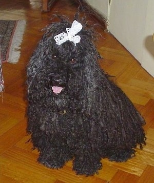 A dreaded black Puli is sitting on a hardwood floor and it is looking up and forward. It is wearing a white ribbon in its top knot. Its mouth is open and its tongue is out.