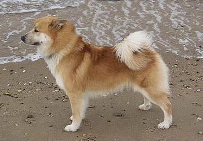 Icelandic Sheepdog Puppies for