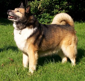 A black and tan with white Icelandic Sheepdog is standing in grass. Its mouth is slightly open