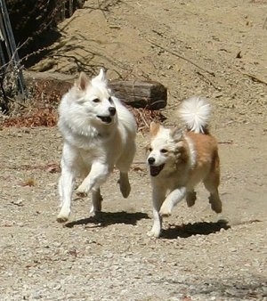 Two Icelandic Sheepdogs are running across dirt