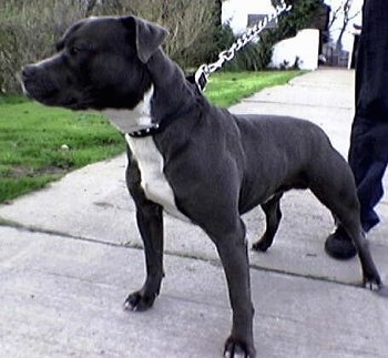 http://www.dogbreedinfo.com/images12/IrishStaffordshireBullTerrierPedigreeIrish.jpg