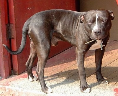 Staffordshire Bulls