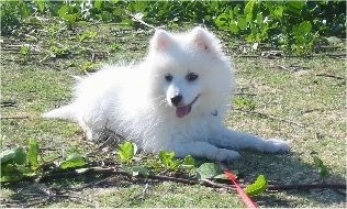 A small, white Japanese Spitz puppy is laying in grass looking to the left with a stick in front of it. Its mouth is open and tongue is out.