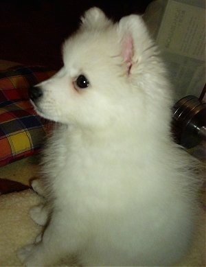 Side-view - A white Japanese Spitz puppy is sitting on a dog bed