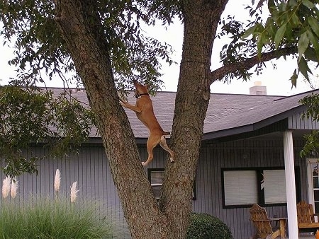 A tan with white Mountain Feist dog is about 5 feet off of the ground climbing up a tree to bite at leaves.