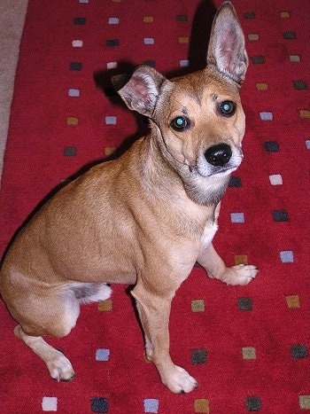 Side view looking down at the dog - A tan with white Mountain Feist is sitting on a red carpet and looking up towards the camera. One of its ears is up and the other is flopped over.