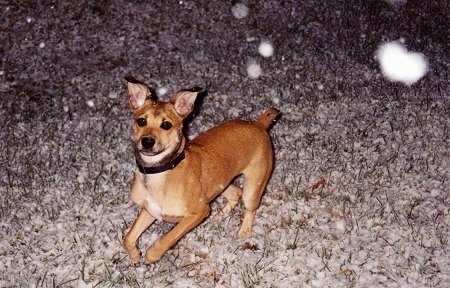 Action shot - A tan with white Mountain Feist is running across grass that is beginning to be covered in snow.