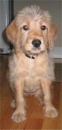 A fuzzy, tan Labradoodle puppy is sitting on a hardwood floor looking forward