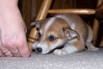 A smaall, tan with white Norwegian Lundehund puppy is on a tan carpet sniffing a persons hand from under a chair.