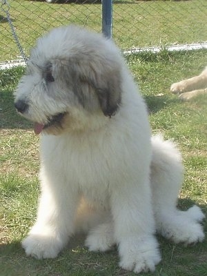 View from the front - A fluffy white with black Romanian Mioritic Shepherd Dog Puppy is sitting in grass and looking to the left. There is a chainlink fence behind it.